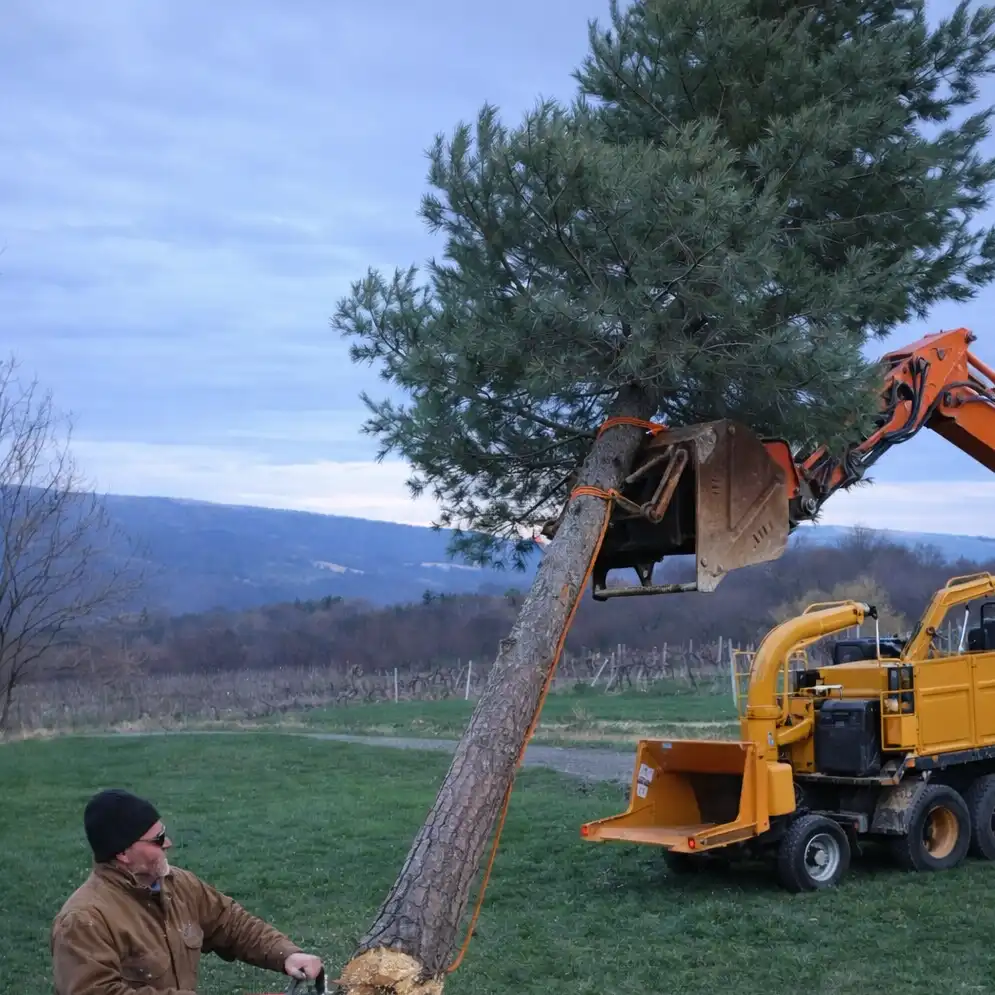 Richard Smith removing a pine tree with a chain saw and machinery to brace the tree trunk with.